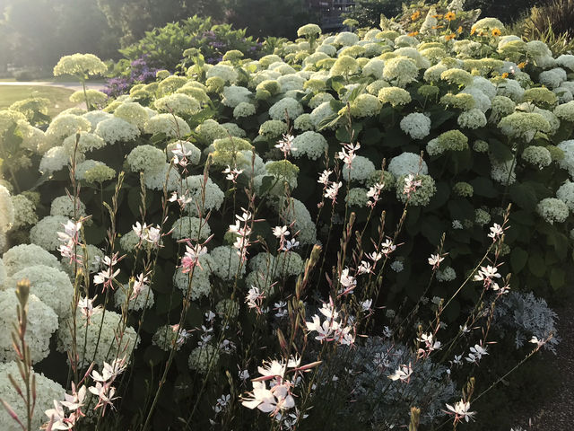🌸 横浜新港中央広場の紫陽花から、ワールドポーターズ散策、エアキャビンで桜木町へ戻る旅