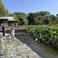 The Setting: Genpei Pond (源平池 - Genpei Ike)