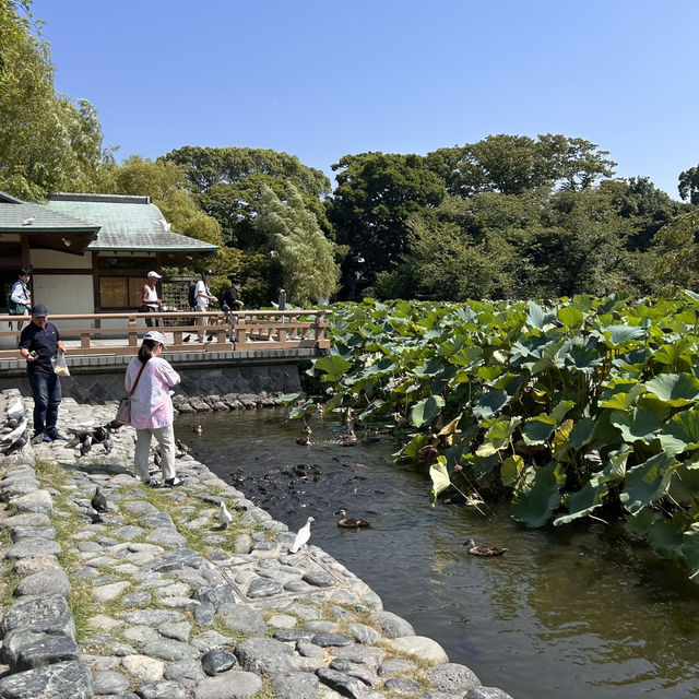 The Setting: Genpei Pond (源平池 - Genpei Ike)