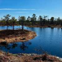 Breathe Deep: My Solo Recharge in Ķemeri National Park