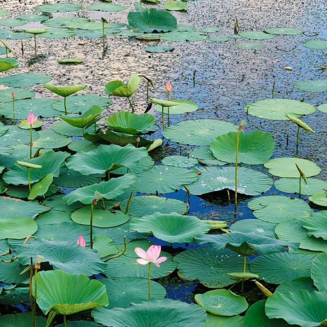 洋湖濕地公園~荷塘的詩意世界 🌸🌿 洋湖濕地公園~荷塘的詩意世界 🌸🌿