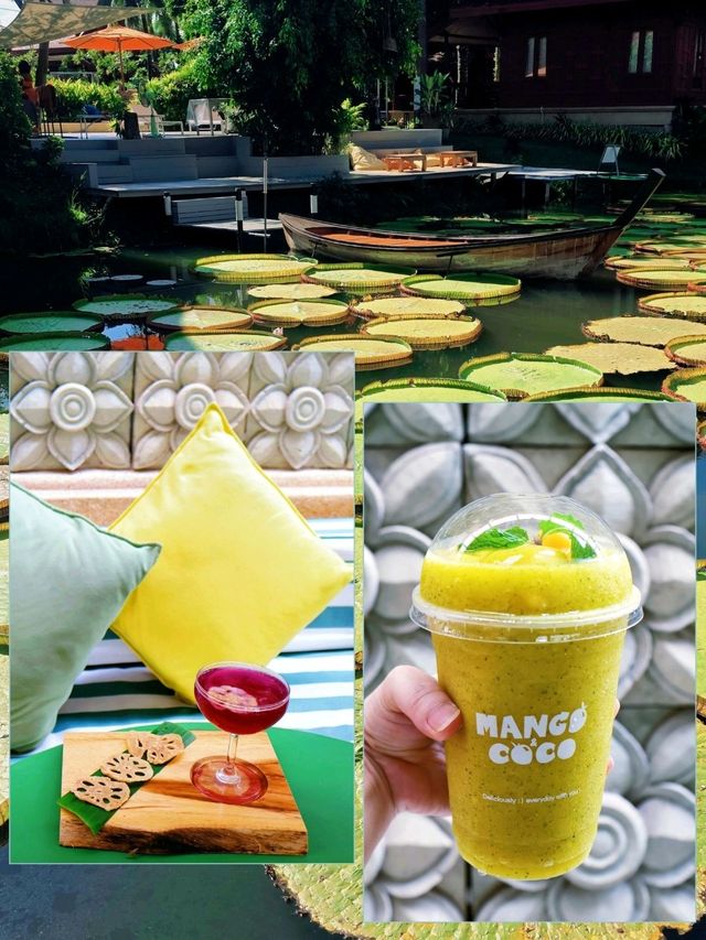 泰國布吉人氣航拍✨️ Café☕️ 絕美荷花池《Ma Doo Bua 》