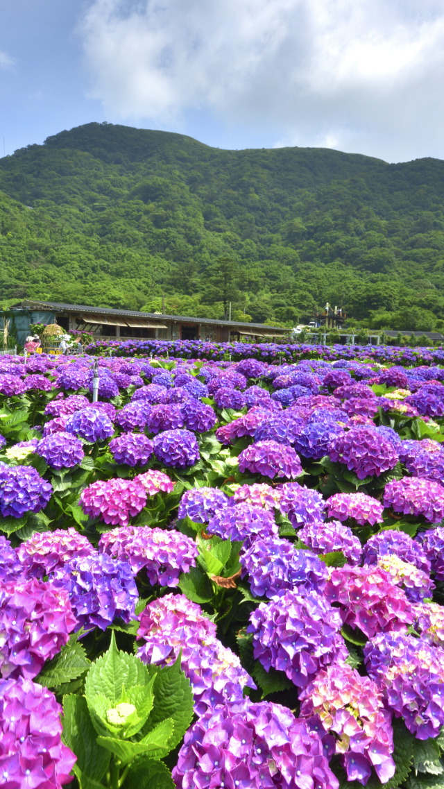 แม่กำปอง Chiang Mai พักใจในวันที่เหนื่อยล้า