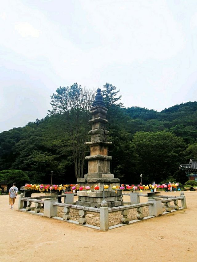 🌰 알밤처럼 영근 절, 공주 마곡사