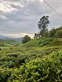 Tea, Mist, and Magic: A Perfect Morning in Cameron Highlands