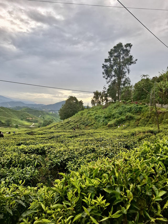 Tea, Mist, and Magic: A Perfect Morning in Cameron Highlands