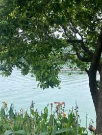 Whispers of Swans, Echoes of Rivers