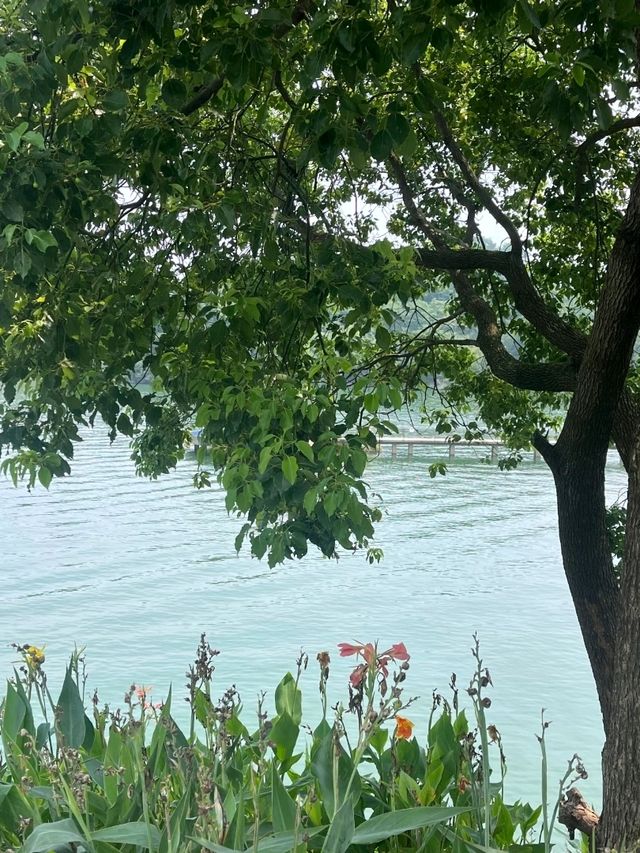 Whispers of Swans, Echoes of Rivers