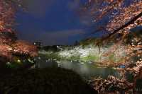 千鳥淵夜櫻介紹