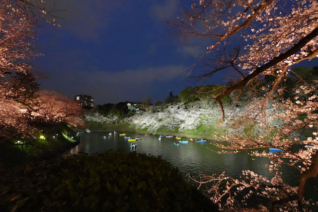 千鳥淵夜櫻介紹