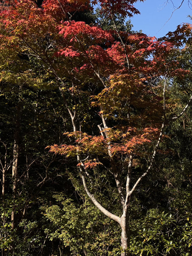 🦌 Day Trip to Nara – Gardens, Deer & Matcha 🍦