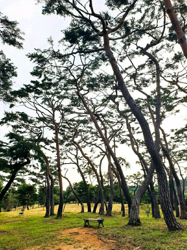 검푸른 숲을 호젓하게 거닐다 - 공주 고마나루솔밭