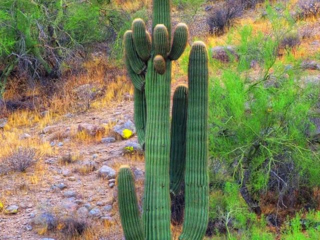 🌅 “South Mountain Park & Preserve – Where the Desert Meets the Sky!” 🌅 “South Mountain Park & Preserve – Where the Desert Meets the Sky!”