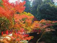 🍁✨ Miyajima – Momijidani Park & Itsukushima Shrine ✨⛩️