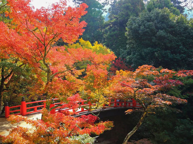 🍁✨ Miyajima – Momijidani Park & Itsukushima Shrine ✨⛩️