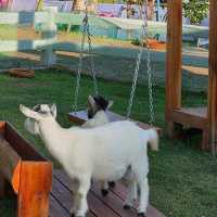 มาเที่ยวเชียงใหม่ แวะไปหาน้องแพะแคระกันค่ะ 🐐🏡🌳