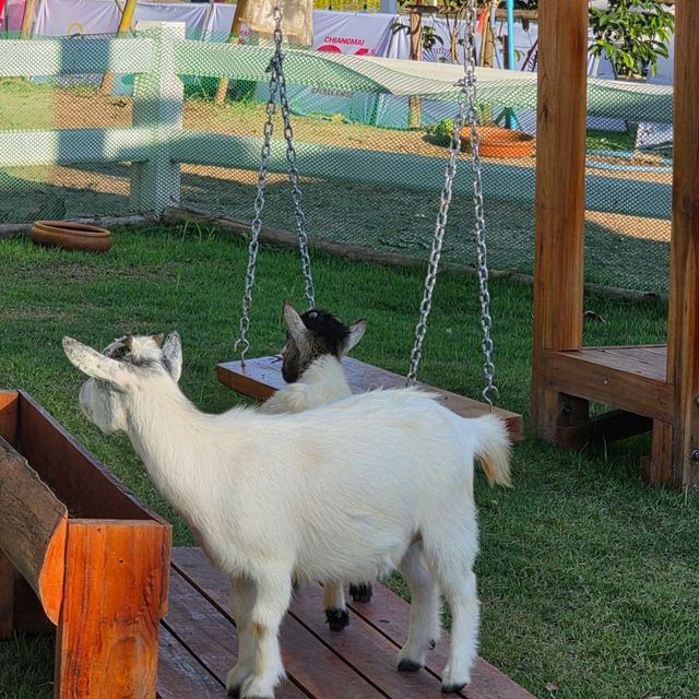 มาเที่ยวเชียงใหม่ แวะไปหาน้องแพะแคระกันค่ะ 🐐🏡🌳