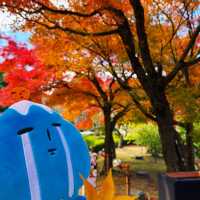伊豆全景公園免費足湯、修善寺紅葉公園🍁