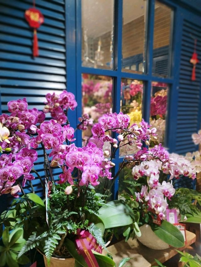 花墟道賞花攻略📸