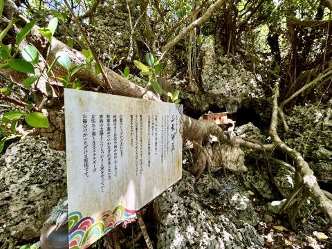 Step into the forest and feel the spiritual energy | Trip.com