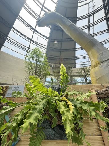 台北青少年公園に来て、「緑の黄金王国」を見学し、植物の素晴らしさを