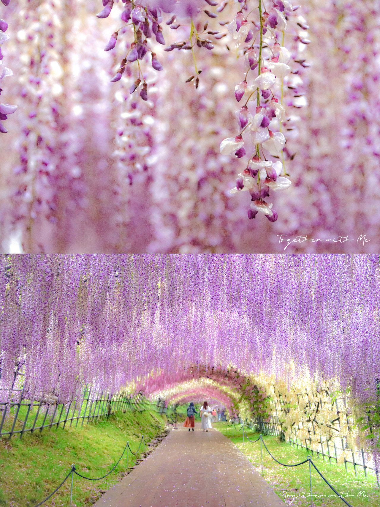 2026 Recommended Wisteria flower viewing in Fukuoka Prefecture (Updated  June)| Trip Moments
