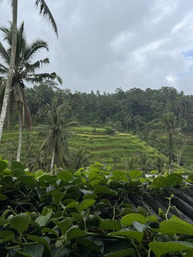 ウブドの緑のオアシス。 | Trip.com バリ島