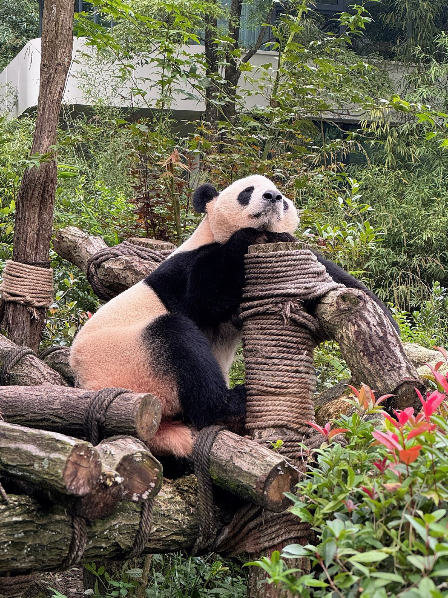 🐼 Panda Valley: A Much Chiller Panda Stop Near Chengdu