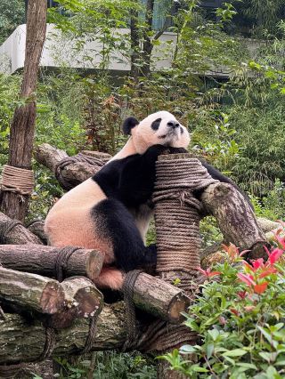 🐼 Panda Valley: A Much Chiller Panda Stop Near Chengdu