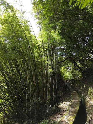 林蔭遮陽綠意盎然步道