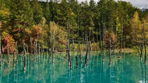 Hokkaido’s most surreal photo spot, and its blue colour is all science, not photoshop — traveler post in Biei