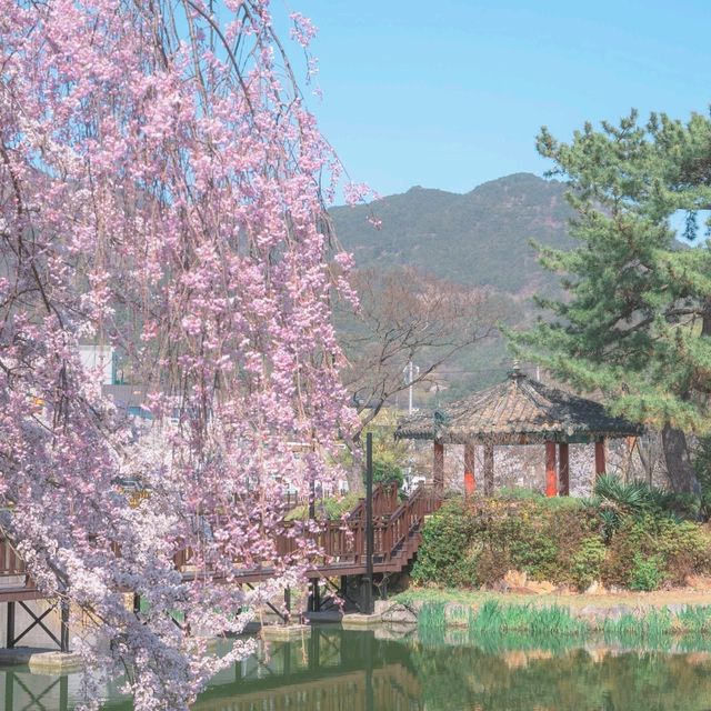 벚꽃터널을 여유롭게 걸을 수 있는 명소 "창녕 연지못"