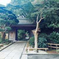 【神奈川県🇯🇵報国寺】竹林が有名な報国寺☺️マイナスイオンに癒されながらお抹茶で小休憩🍵