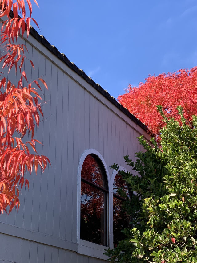 Hunting the beauty of the Fall in a window……