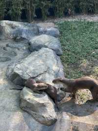 Baby Otters and Feeding at Angkor Aquarium
