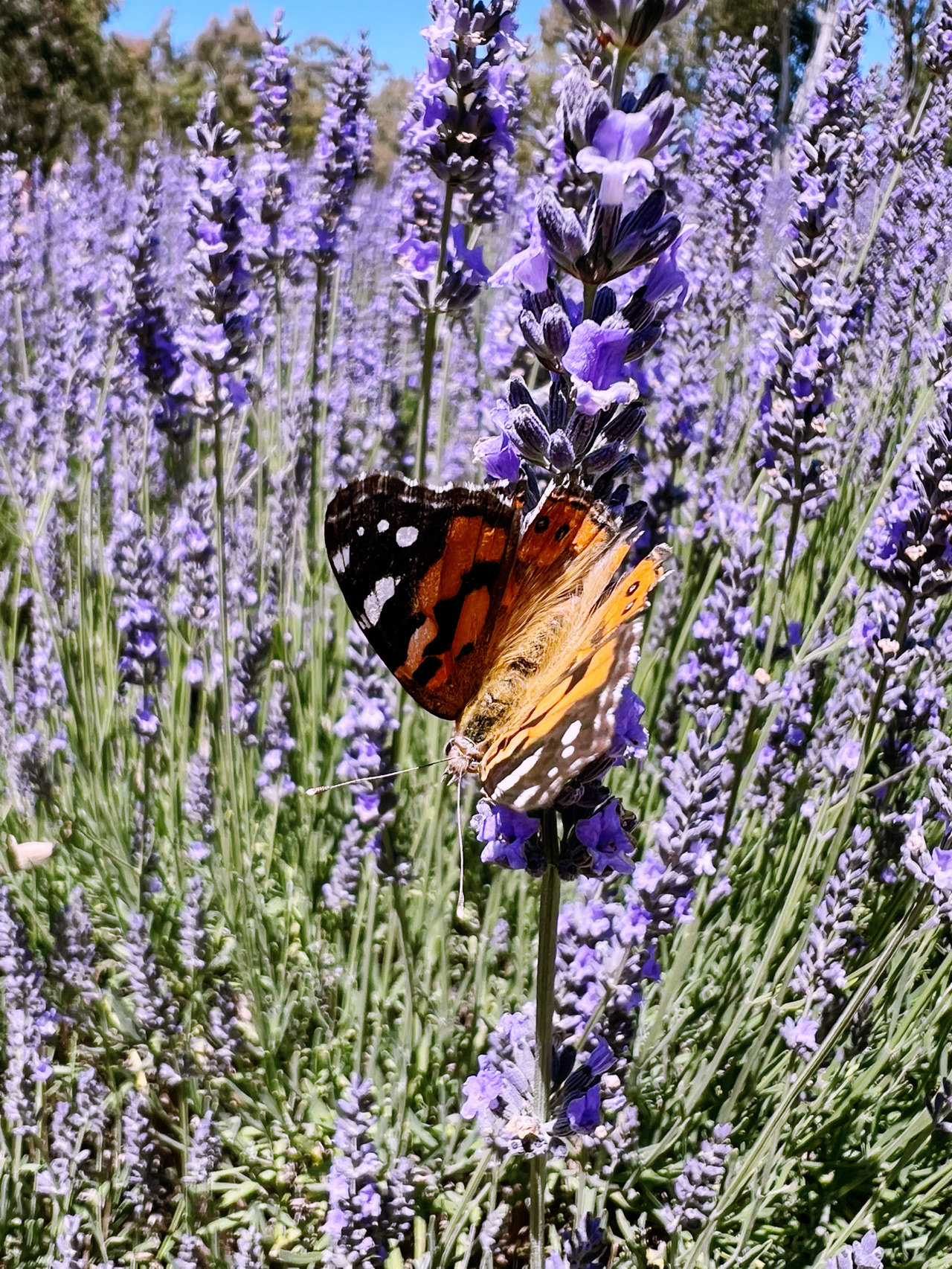 Hahndorf/ Lavender farm 