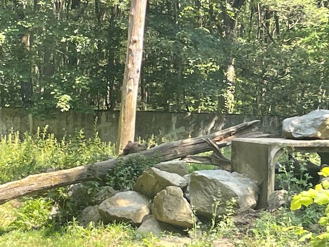 在動物園內飛馳 🏁