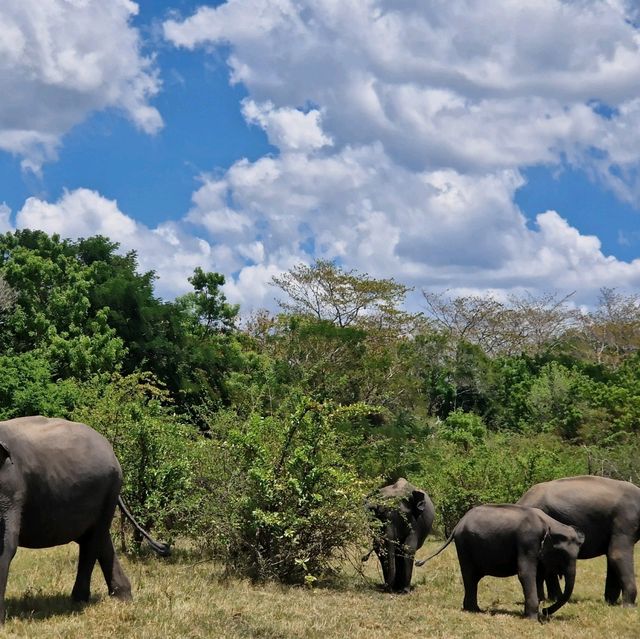 Elephant Safari in Sri Lanka