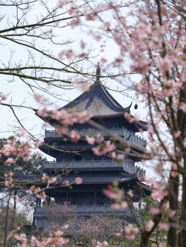 Discover the pink color of cherries🌸