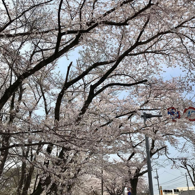 🌸Cherry blossoms in Sendai 🌸