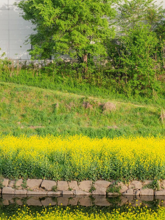 🪴 월암교 🌻 