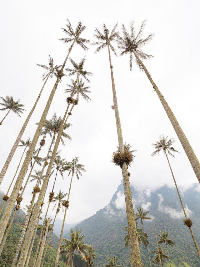 🌴 발레 데 코코라 콜롬비아 🌴