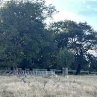 Richmond Park Retreat: Nature’s Oasis in London