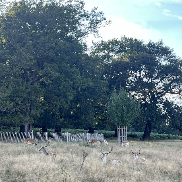 Richmond Park Retreat: Nature’s Oasis in London
