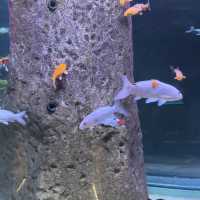 Malta National Aquarium: An Underwater Adventure 🌊🐠
