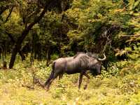 Hanging out with wildlife at Chengeta Safari Lodge