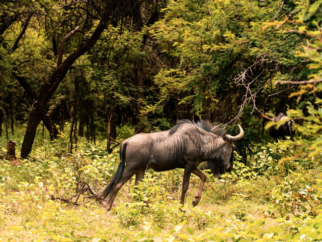 Hanging out with wildlife at Chengeta Safari Lodge