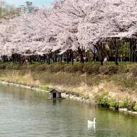 SEOKCHON LAKE'S SAKURA MAGIC | A CHERRY BLOSSOM WONDERLAND
