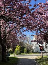 The most beautiful trail near Leuven only in April