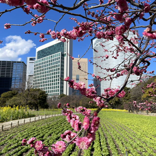 How to spend 4 days in Tokyo